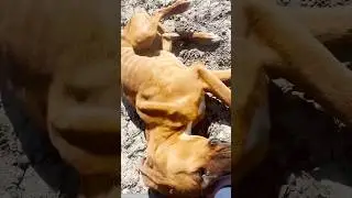 He was chained&hellip; and left to suffer 😢 #dogrescue#animalrescue#rescuedog