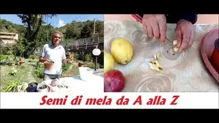 Seminare un seme di mela per avere un' ibrido! Di melo dall' a alla z.