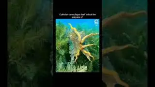 Exotic cuttlefish camouflages itself to look like seagrass to escape from predators❤️🔥