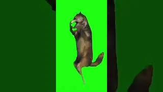 wolf dancin meme in 1 hour