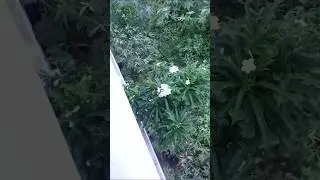 ma chinna gardening area#gardening#flowers#vegetablegarden