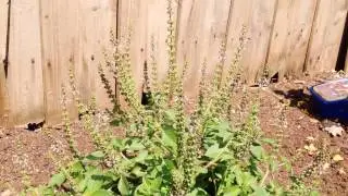 Tulsi : Indian Holy Basil