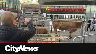 PBR Canada brings two bulls to Edmonton ahead of National Finals