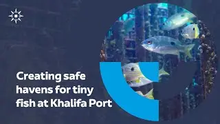 How biohuts are creating safe havens for fish at Khalifa Port
