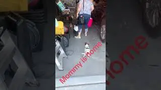 Dog cries with joy upon seeing its owner return home 😢