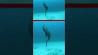 Crocodile swimming speed underwater