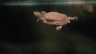 Prehistoric shelless turtle.