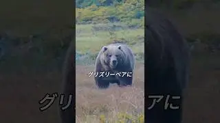 熊を狩る狂った熊