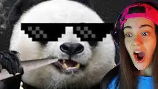 Animals Thug Life Moments!