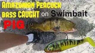 EVERGLADE PEACOCK BASS GIANT and BIG LARGEMOUTH BASS off WORM and SWIMBAIT