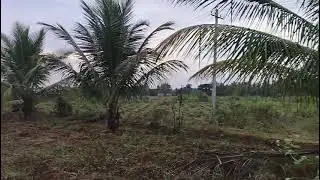 1Acre 10 kunta, #'coconut garden #kanakapura road, #halagur,9743809555#kanakapura 