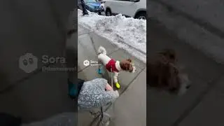 ❄️ Promenade hivernale : petit chien, petites bottes et un peu de verglas ❄️🐶👢