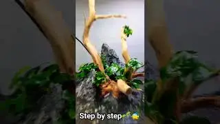 #aquariumdesign #aquariumdecor #aquascaping #aquascaper #aquariumshorts