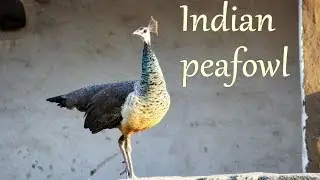 Indian peafowl (Pavo cristatus) | Interesting Facts | Secure Nature