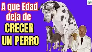 🥳 ¿A QUE EDAD DEJA DE CRECER UN PERRO? 🥳