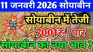 सोयाबीन भाव 11 जनवरी 2026 | Soya Plant Bhav | Soya Rate Today | Soyabean Ka Bhav | #सोयाबीन