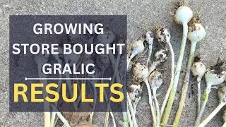 STORE BOUGHT GARLIC - can I grow it and is it worth growing.