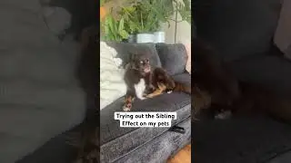 we double dog dare you to try this on your pet 🐕🐕