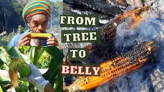 Roast Corn Jamaican Style / Harvesting Corn / BENEFITS of Corn / Earth's Medicine