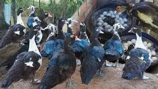 How to Raise Muscovy Ducks Organically | Eggs & Meat from Happy Ducks