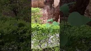 Mourning Doves #naturalistic6mirpur #pakistan #trending #youtube #shorts #travel #birds #dove #viral