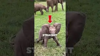 Animals Nature played a joke on!  #facts #animallife #animals #wildlife #funny