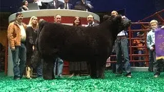 2014 Grand Champion Steer Sells for $200,000 at Fort Worth Stock Show