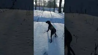 Дрессировка легавых собак. Обучение для охоты. #forevertree