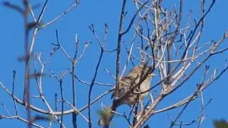 Rufous-crowned Sparrow singing
