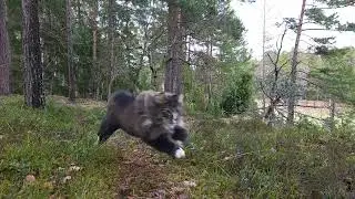 Norwegian forest cat or skogkatt. A big fluff on the run.