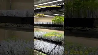 Growing My Own Food from Seed - Minnesota Zone 4 Gardening - Raised Bed Vegetable Garden
