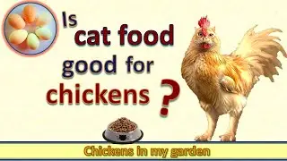 Cat Food for Chickens? Good Protein or Poison?