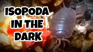 ISOPODA W CIEMNOŚCI!! SOWBUG W CIEMNOŚCI!!