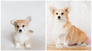 Corgi Puppy Timelapse | 8 Weeks to 1 Year | Photo a Day & Tribute