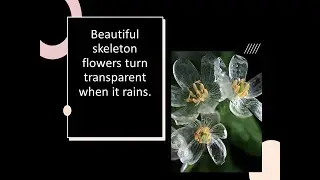 Beautiful skeleton flowers turn transparent when it rains