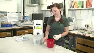SWD: Using bait for spotted wing drosophila traps