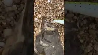 BIG fluke caught on an SP minnow. INSANSE