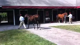 Fasig-Tipton Saratoga Sale: Hip 75 f. War Front--Santa Catarina, by Unbridled