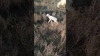 два Киндерика ✌✌✌👍