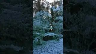 Moments in #amazingnature 1 - #Shorts Mindfulness Meditation - Johnnie Lawson #naturesounds - Nature