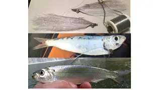 Blueback Herring Clouser Minnow Tutorial - Match the Hatch