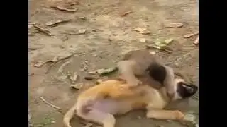 Luta animal