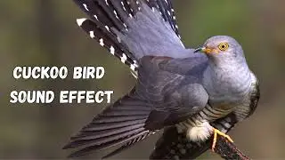 Cuckoo Bird Sound Effect Ringtone