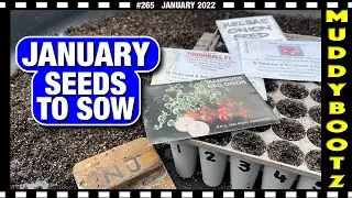🌻265 🌻 WHAT SEEDS TO SOW IN JANUARY 🌻 LARGE ONIONS 🌻 CHILLI PEPPERS 🌻