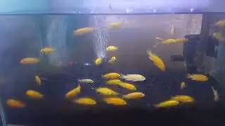 Ikan lemon seger kaya nya 