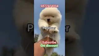 pom puppy #pets #shorts #dog #puppy #toys #pomeranian #toypom #toybreed #viral #trending #youtube