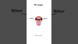 The sense of taste/How does it work?Kids learning #shorts