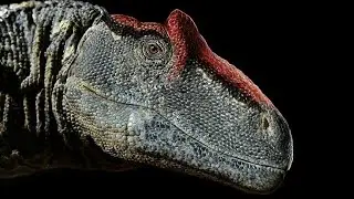 What was the TRUE size of Allosaurus?