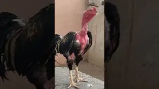Full dangerous 👿😈🤬 naked neck aseel rooster#viralvideo #aseelmurga #birds #shamo