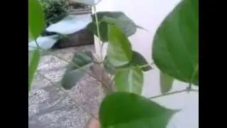 Don Dadap leaf in Bali